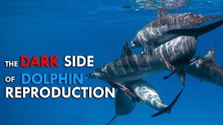 The Dark Side of Dolphins - The Bullies of the Sea