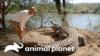 ¡Cocodrilo tira a Frank de un coletazo! | Wild Frank en África | Animal Planet