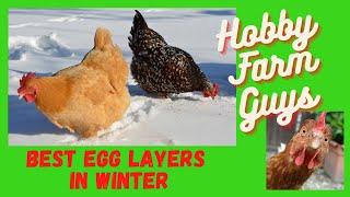 Best Winter Egg Laying Chicken Breeds