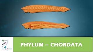 PHYLUM – CHORDATA