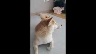 시바견 특징 마지못해 한다. 주인이 아니라 집사다. #시바견 #shibainu