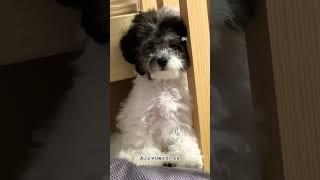 #puppy #cute #강아지 #cutepuppy #혼남 #싯포 #귀여운  혼나고 졸고있는 싯포