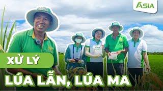 Phương pháp Xử lý lúa lẫn, lúa ma, lúa 2 tầng đạt hiệu quả 90% với King Asia I Anh Tây - Kiên Giang