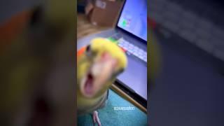 Random Singing Attack from Cute Cockatiel | Tiel Named Loubert