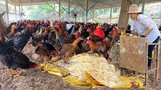 How to raise clean chickens. Feed the chickens cassava to make the chicken meat more delicious