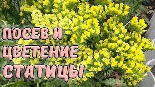 Статица. Цветение, посев