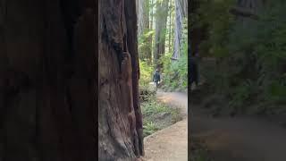 Tree portal on Trail of the Titans