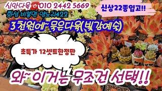 오늘은 배란다에서 딱좋은 사이즈!!색감은 대박!3천윈의행복~신상22종특가18종은(12셋트한정)