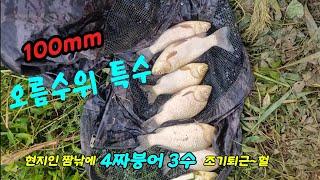 100mm 오름수위 특수//현지인 짬낚에 4짜붕어 3수 조기퇴근~헐