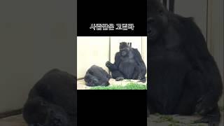 재미있는 동물영상 #animals