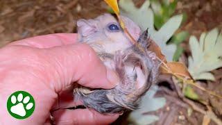 Woman finds baby animals on the ground