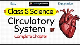 Class 5 Science Circulatory System