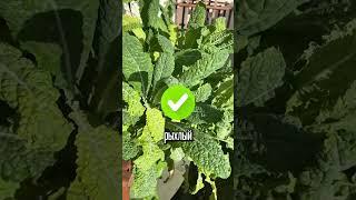 Делюсь секретами хорошего урожая перцев  #дача #огород