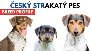 Bohemian Spotted Dog Breed Profile History - Price - Traits - Český Strakatý Pes Grooming Needs