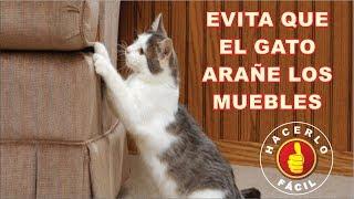 Cómo Evitar Que El Gato Arañe los Muebles | Hacerlo Fácil