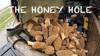 Morel Mushroom Hunting! 2024 Kentucky Day 2 (THE MOTHER LOAD)