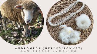 Andromeda (Merino/Romney) Raw Fleece Sample from Kind Fibers Sheep Sanctuary (Tennessee)