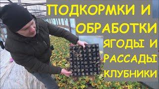 КЛУБНИКА: ПОДКОРМКИ, ОБРАБОТКИ ЯГОДЫ И РАССАДЫ. В гостях у канала: ЯГОДА И САЖЕНЦЫ ДОНА.