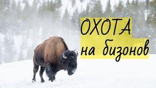 Охота на бизонов