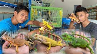 Promo iguana stok terakir ‼️ toko reptile dikota Boyolali