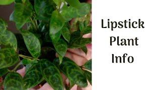 Episode 6: Lipstick Plant (Black Pagoda) Plant Info