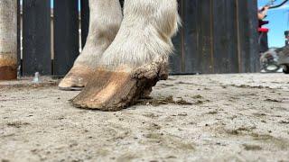 Horse is Missing A QUARTER of his HOOF