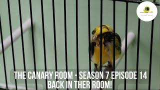 The Canary Room - Season 7 Episode 14 - Back in the room