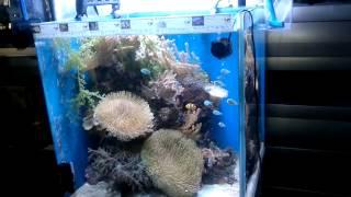 Aqua-Tropica - 220 Liter Meerwasser Aquarium Würfel 60x60x60 mit Unterschrank Technikbecken uvm