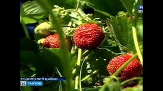ВестиТамбов. Открыт клубничный сезон - Вести 24