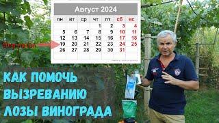 Как помочь вызреванию лозы на прививках винограда.