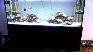 marine fish tank 26 7 11