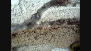 Day 268 - Tetramorium colony in a Pumice Stone Ant Nest [HD]
