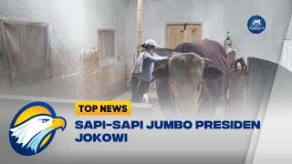 Sapi-sapi Jumbo, Hewan Kurban Milik Presiden Jokowi