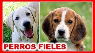 Los 10 Perros más Fieles del Mundo