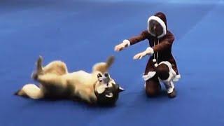 Танцы с собаками "Евразия 2014". Dog Dancing. Canine Freestyle.