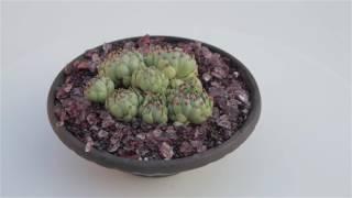 Sempervivum tectorum “Houseleek”