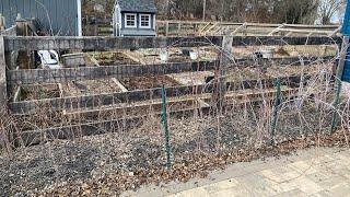 Pruning raspberries