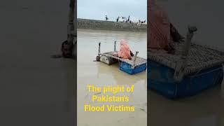 The Plight of Pakistan's Flood victims #floodsinpakistan #Shorts #floods #Balochistan #sindh #wasaib