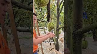 Cột trái sầu riêng sao cho đúng kỹ thuật !? #bmfe #kythuatnongnghiepvietnam #saurieng