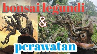 bonsai legundi extreme dan perawatan #wbcofficial