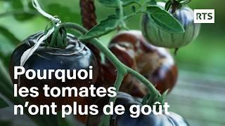 Pourquoi les tomates n’ont plus de goût | RTS