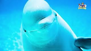 Beluga Whales: The Sea's Most Adorable Genius