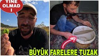 YİNE OLMADI !! BÜYÜK FARELERE TUZAK~TORAMAN KAYIP~PANTOLON PAÇASINDAN ARPA İNDİRME