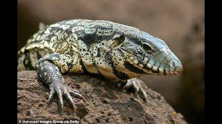 Hundreds of dog-sized lizards are wreaking havoc in South Carolina