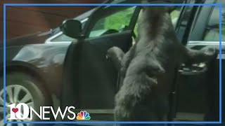 Bear opens van doors in Gatlinburg