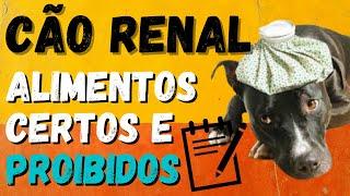 Comida Para Cão Renal: Descubra os Alimentos Certos e os Proibidos