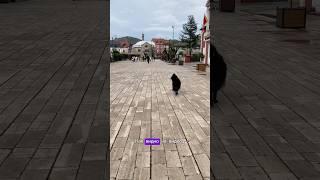 Моя собака гуляет без поводка #собакадругчеловека #дрессировкасобаки #собака #бельгийскаяовчарка
