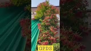 Rangoon creeper #madhumalti #rangooncreeper #gardeningpointds #trending