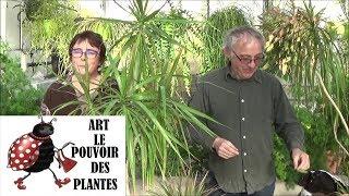 Conseils jardinage: Dracaena marginata: Entretien et arrosage plante verte d'intérieur
