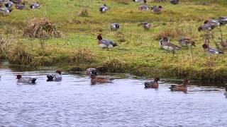 Migrateurs des Marais du Cotentin et du Bessin / ENVOL N°4